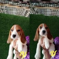 ราคา บีเกิ้ล (360786024)