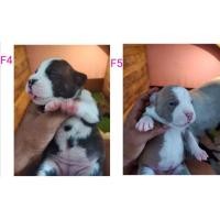 ราคา บูลลี่ (360783356)