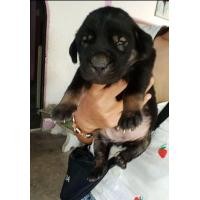 ราคา ลาบาดอแท้ (360782263)