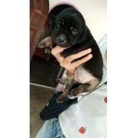 ราคา ลาบาดอแท้ (360782242)