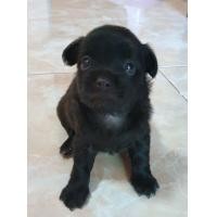 ราคา ชิวาว่า (360780575)