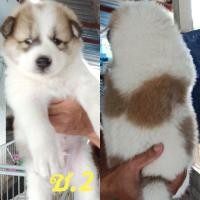 ราคา บางแก้ว (360779892)