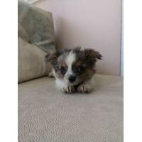 ราคา น้องชิวาวา หน้าหมีแพนด้า สามสีขนยาว (360778256)