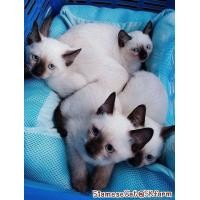 ราคา (ลูกแมววิเชียรมาศ Siamese Cat) แมวมงคลไทยโบราณสายพันธุ์ไทยวิเชียรมาศ หรือแมวสยาม จดทะเบียนพาณิชย์ (360788246)