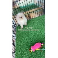 ราคา แมวเปอร์เซียหิมาลายัน (360786751)