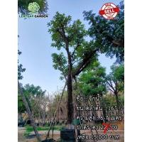 ราคา ต้นจิกน้ำ (มือหนึ่ง) (360786691)