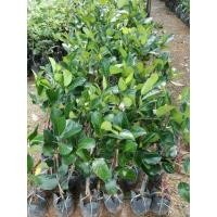 ราคา ต้นกล้าทุเรียนหมอนทอง ชะนี ก้านยาว พวงมะณี นกกระจิบ หลงลับ ขนุน ลองกอง มังคุด เงาะ มะปรางไข่หวาน ฝรั่งกิมจู กล้วย และพันธ์ุไม้อื่นอีก (มือสอง) (134464884)