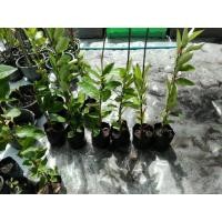 ราคา กิ่งพันธ์มะนาวแป้นดกพิเศษ แป้นพวง ทูลเกล้า ในถุงดำพร้อมปลูก (มือสอง) (126822565)