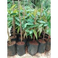 ราคา ต้นกล้าทุเรียนระยอง หมอนทอง ชะนี ก้านยาว พวงมณี นกกระจิบ หลงลับแล ทุเรียนอร่อยต้องทุเรียนระยอง (มือหนึ่ง) (136842417)