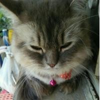 ราคา แมวเปอเซียปีแปดเดือนเพศเมีย (360785851)