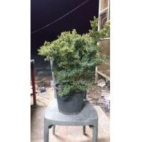 ราคา ม่วงเจริญ หรือหลินซาน ราคาต้นละ450 (มือหนึ่ง) (360785763)