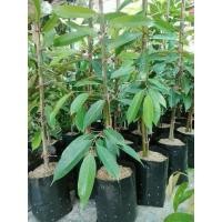 ราคา ต้นกล้าทุเรียนระยอง หมอนทอง ชะนี ก้านยาว พวงมณี นกกระจิบ นกหยิบ หลงลับแล กระดุมทอง มูซานคิง เม็ดในยายปราง ทุเรียนอร่อยต้องทุเรียนระยอง (มือหนึ่ง) (125945130)