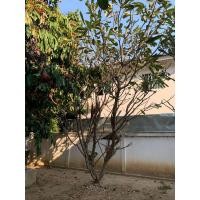 ราคา ลีลาวดี (มือหนึ่ง) (360783062)