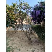 ราคา ลีลาวดี (มือหนึ่ง) (360782977)