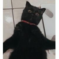 ราคา สก็อตติช (360782777)