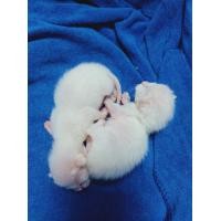 ราคา เปิดจองลูกแมววิเชียรมาศเพศเมีย (360780680)