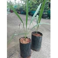 ราคา ต้นอินทผาลัม (มือหนึ่ง) (359027530)