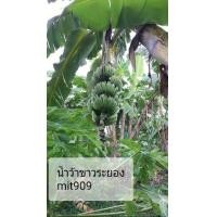 ราคา ขายหน่อกล้วยน้ำว้าขาวระยอง (มือหนึ่ง) (343162498)