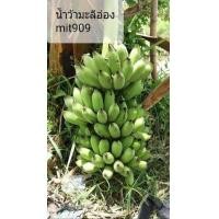 ราคา ขายหน่อกล้วยน้ำว้ามะลิอ่อง (มือหนึ่ง) (343162435)