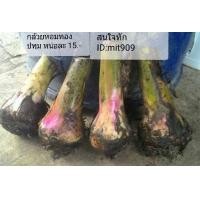 ราคา ขายหน่อกล้วยหอมทอง (มือหนึ่ง) (343162325)