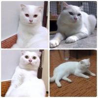 ราคา พ่อพันธุ์สกอตติชโฟล์ดแท้ (360633161)