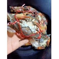 ราคา ปูทะเลไข่ (มือหนึ่ง) (359619101)