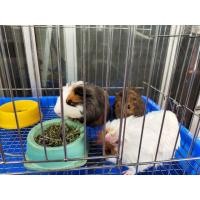 ราคา แกสบี้ซิลกี้เมียทัอง2ตัว ผู้1พร้อมท้องนะคะ (360786569)