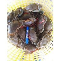 ราคา ปูทะเลไข่ ขนาด 1 กก. (มือหนึ่ง) (359268725)