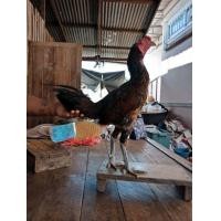 ราคา ไก่เยียร์ (360788508)