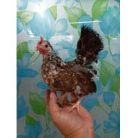 ราคา ซารามอรุ่น5-6เดือน (360786908)