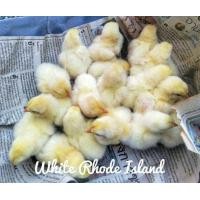 ราคา ลูกไก่ไข่ ไก่เบตง สายพันธุ์แท้ (360785655)