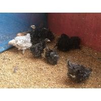 ราคา ขายลูกไก่มินิโคชิน 150 (360785572)