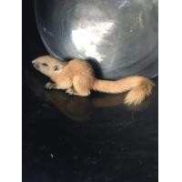 ราคา กระรอกเผือกสระบุรี (360779977)