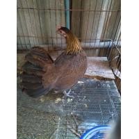 ราคา ไก่แจ้ไก่ต่อไก่ป่า (360217615)