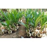 ราคา หน่อมะพร้าวแกง สายพันธุ์แท้ ลูกใหญ่ ดก เนื้อกะทิหนา (มือหนึ่ง) (360777146)