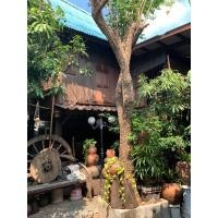 ราคา บ้านทรงไทย(สมัยอยุธยา) (360757286)