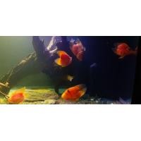 ราคา ปลานกแก้วเลิฟ (360617755)