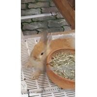 ราคา น้องกระต่ายND น่ารัก (360766675)