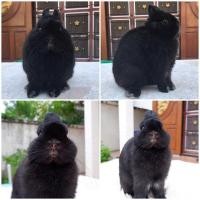 ราคา พ่อพันธุ์NDฟอร์มสวย (360769031)