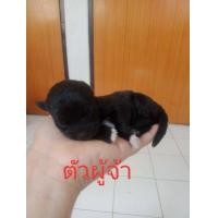ราคา สัตว์เลี้ยง ชิสุผสมพุดเดิ้ล (360774270)