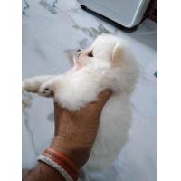 ราคา ลูกสุนัขปอม​ เมอเรเดียน​แท้ หน้าหมีสีขาว​ เพศผู้ (360772600)