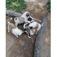 ราคา สนัขพันธุ์บางแก้วแท้ (360771872)