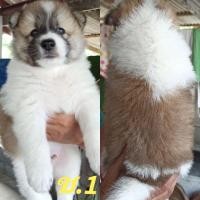 ราคา บางแก้ว (360769835)