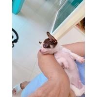 ราคา ชิวาว่าแท้ขนสองชั้น (360768882)