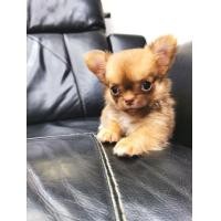 ราคา ชิ​วา​วา​ขน​ยาว​เพศ​ผู้​ (360767522)