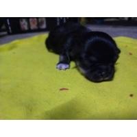 ราคา ชิวาว่า (360766979)