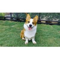 ราคา พ่อพันธ์คอร์กี้รับผสม (360766800)