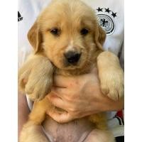 ราคา โกลเด้นรีทรีฟเวอร์ (360765098)