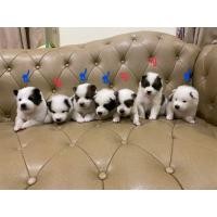 ราคา ลูกสุนัขบางแก้ว (360763876)