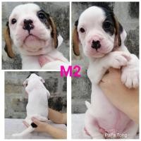 ราคา ขายลูกสุนัข​บีเกิ้ล (360763617)